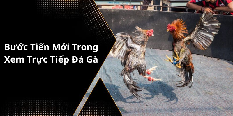 Bước Tiến Mới Trong Xem Trực Tiếp Đá Gà