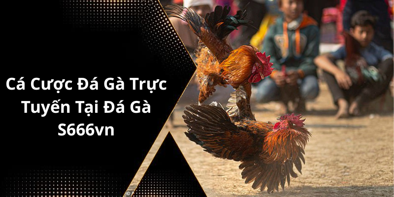 Cá Cược Đá Gà Trực Tuyến Tại Đá Gà S666vn