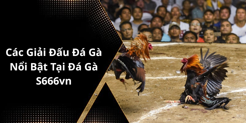 Các Giải Đấu Đá Gà Nổi Bật Tại Đá Gà S666vn