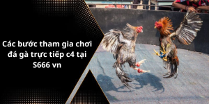 Các bước tham gia chơi đá gà trực tiếp c4 tại S666 vn