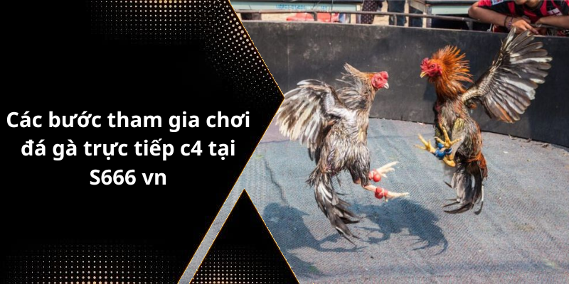 Các bước tham gia chơi đá gà trực tiếp c4 tại S666 vn