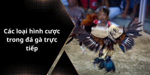 Các loại hình cược trong đá gà trực tiếp