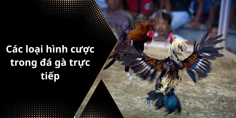Các loại hình cược trong đá gà trực tiếp