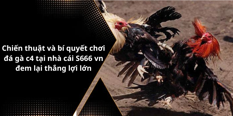 Chiến thuật và bí quyết chơi đá gà c4 tại nhà cái S666 vn đem lại thắng lợi lớn