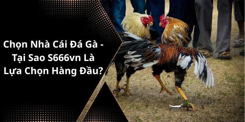 Chọn Nhà Cái Đá Gà - Tại Sao S666vn Là Lựa Chọn Hàng Đầu
