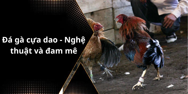 Đá gà cựa dao - Nghệ thuật và đam mê