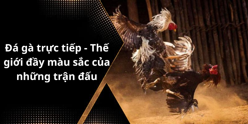 Đá gà trực tiếp - Thế giới đầy màu sắc của những trận đấu