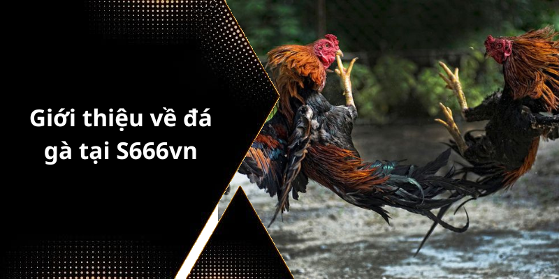 Giới thiệu về đá gà tại S666vn