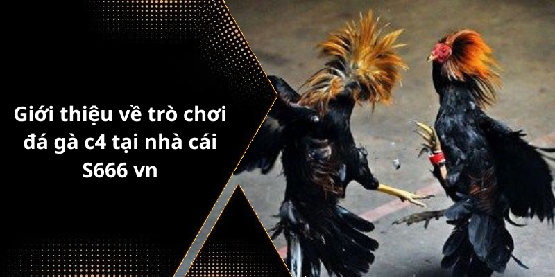 Giới thiệu về trò chơi đá gà c4 tại nhà cái S666 vn