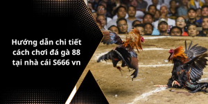 Hướng dẫn chi tiết cách chơi đá gà 88 tại nhà cái S666 vn