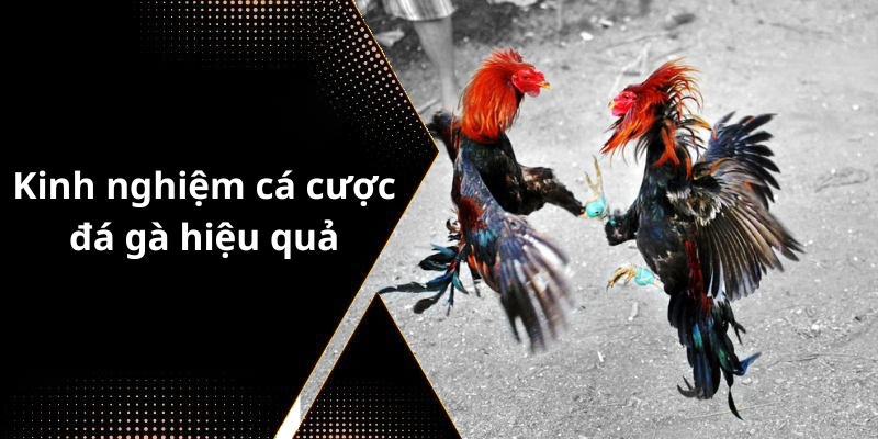 Kinh nghiệm cá cược đá gà hiệu quả