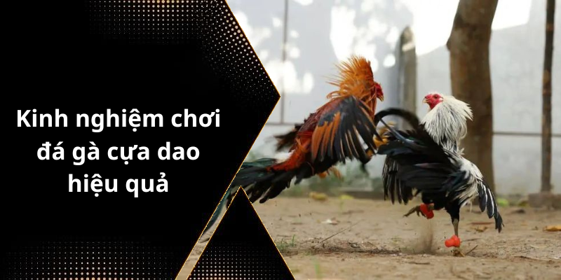 Kinh nghiệm chơi đá gà cựa dao hiệu quả