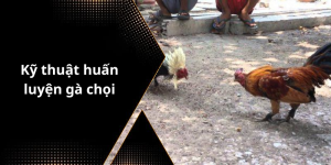Kỹ thuật huấn luyện gà chọi