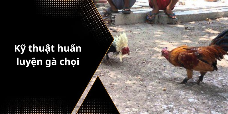 Kỹ thuật huấn luyện gà chọi
