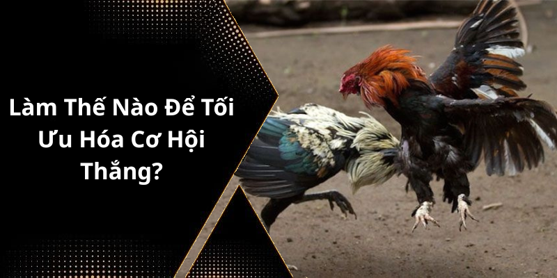 Làm Thế Nào Để Tối Ưu Hóa Cơ Hội Thắng