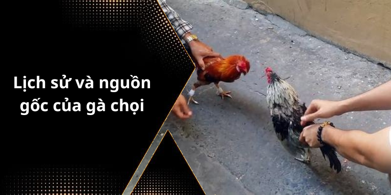 Lịch sử và nguồn gốc của gà chọi
