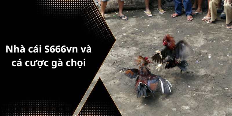 Nhà cái S666vn và cá cược gà chọi
