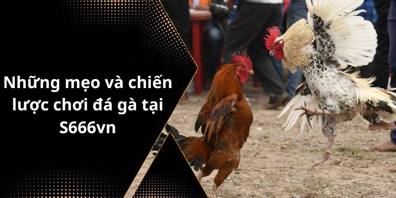 Những mẹo và chiến lược chơi đá gà tại S666vn