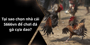Tại sao chọn nhà cái S666vn để chơi đá gà cựa dao