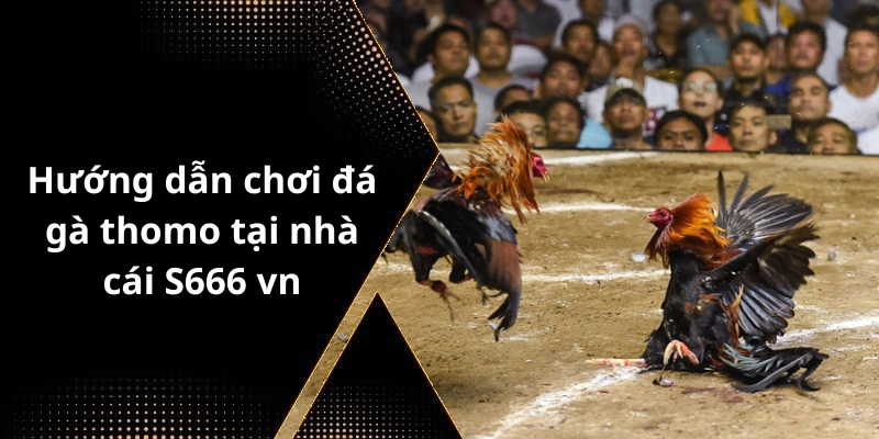 Hướng dẫn chơi đá gà thomo tại nhà cái S666 vn