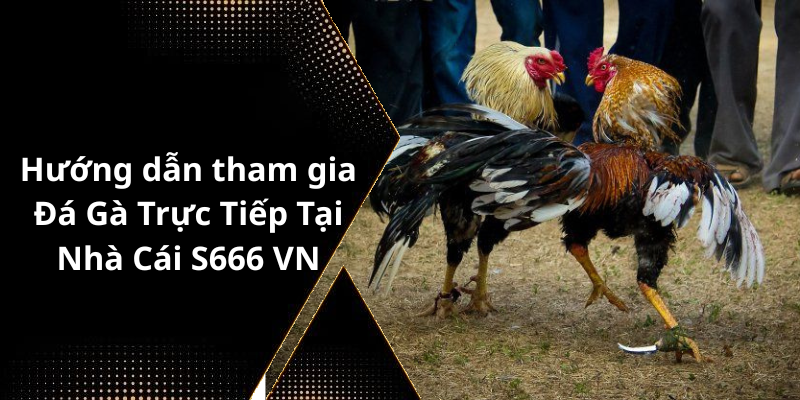 Hướng dẫn tham gia Đá Gà Trực Tiếp Tại Nhà Cái S666 VN