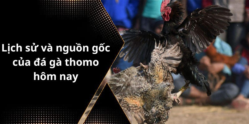 Lịch sử và nguồn gốc của đá gà thomo hôm nay