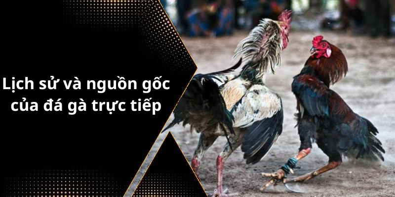 Lịch sử và nguồn gốc của đá gà trực tiếp
