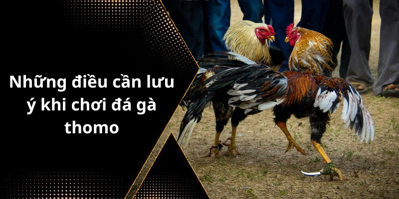 Những điều cần lưu ý khi chơi đá gà thomo