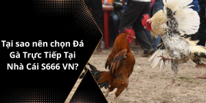 Tại sao nên chọn Đá Gà Trực Tiếp Tại Nhà Cái S666 VN