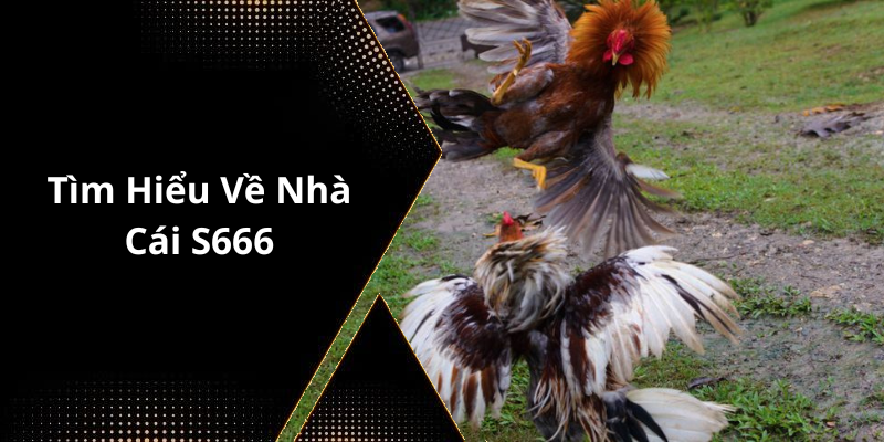 Tìm Hiểu Về Nhà Cái S666