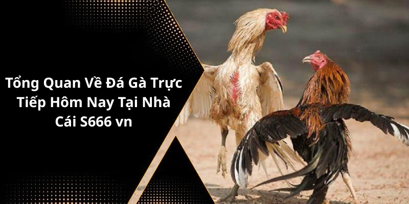 Tổng Quan Về Đá Gà Trực Tiếp Hôm Nay Tại Nhà Cái S666 vn