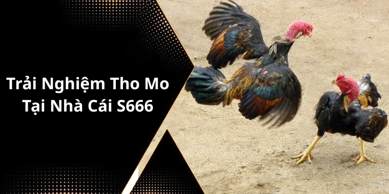Trải Nghiệm Tho Mo Tại Nhà Cái S666