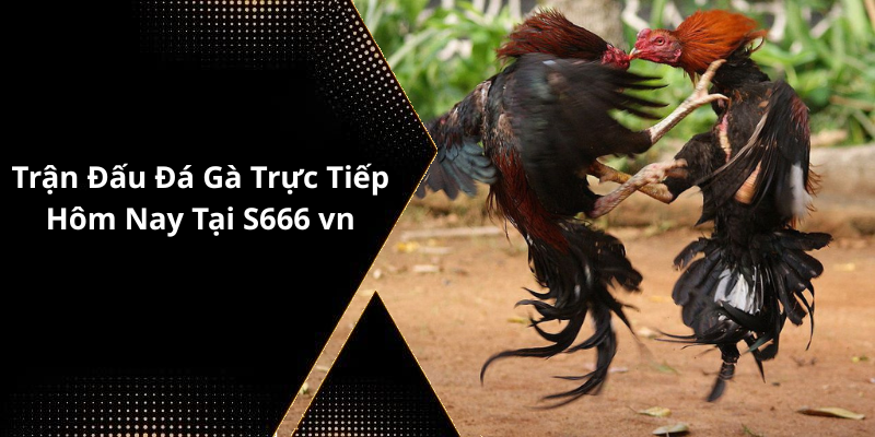 Trận Đấu Đá Gà Trực Tiếp Hôm Nay Tại S666 vn