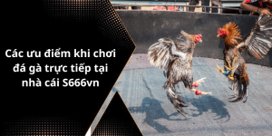 Các ưu điểm khi chơi đá gà trực tiếp tại nhà cái S666vn