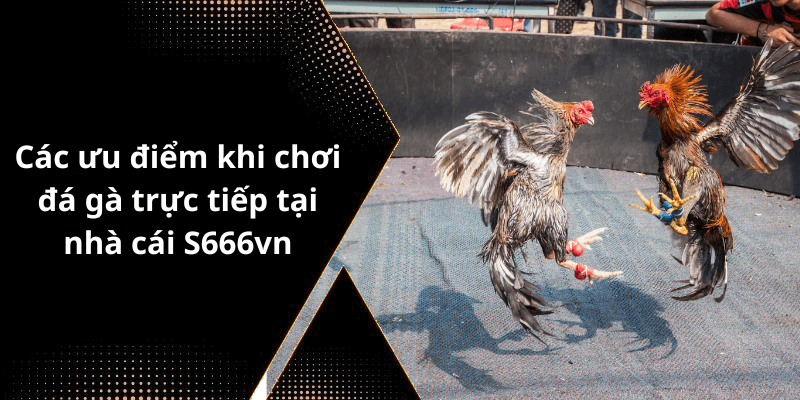 Các ưu điểm khi chơi đá gà trực tiếp tại nhà cái S666vn