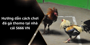 Hướng dẫn cách chơi đá gà thomo tại nhà cái S666 VN