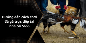 Hướng dẫn cách chơi đá gà trực tiếp tại nhà cái S666