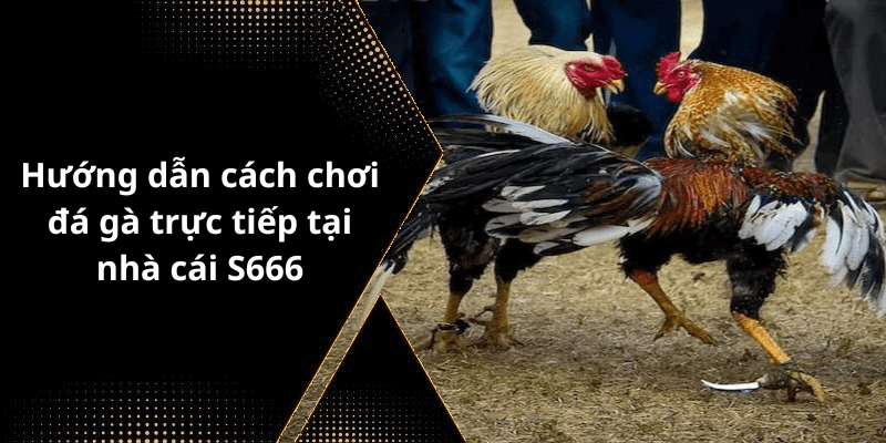 Hướng dẫn cách chơi đá gà trực tiếp tại nhà cái S666