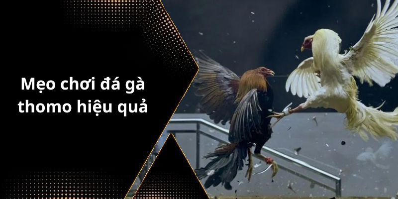 Mẹo chơi đá gà thomo hiệu quả