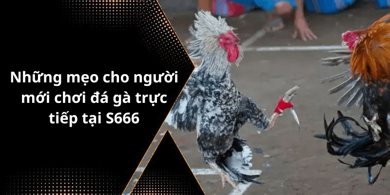 Những mẹo cho người mới chơi đá gà trực tiếp tại S666