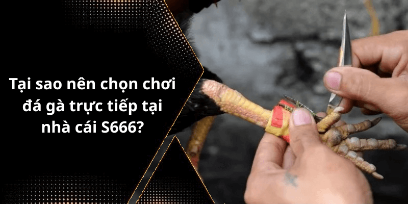 Tại sao nên chọn chơi đá gà trực tiếp tại nhà cái S666